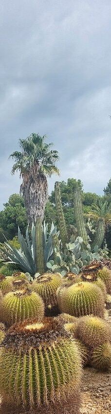 Jardí Botànic Tropical Paratge Pinya de Rosa-布拉内斯