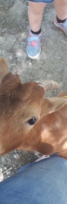 Discovery Farm Saint-André-滨海阿热莱斯