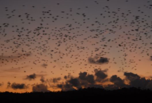 Parrot Island景点图片
