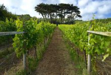 Holy Vale Wines Ltd景点图片