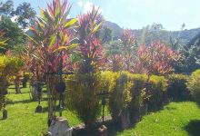 Cementerio de Los Colonos景点图片