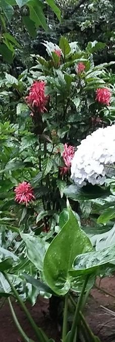 Arboretum Sumber Brantas-Bumiaji