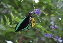 Batchelor Butterfly Farm购物图片