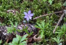 Liessaari Nature- & Wellness Trail景点图片