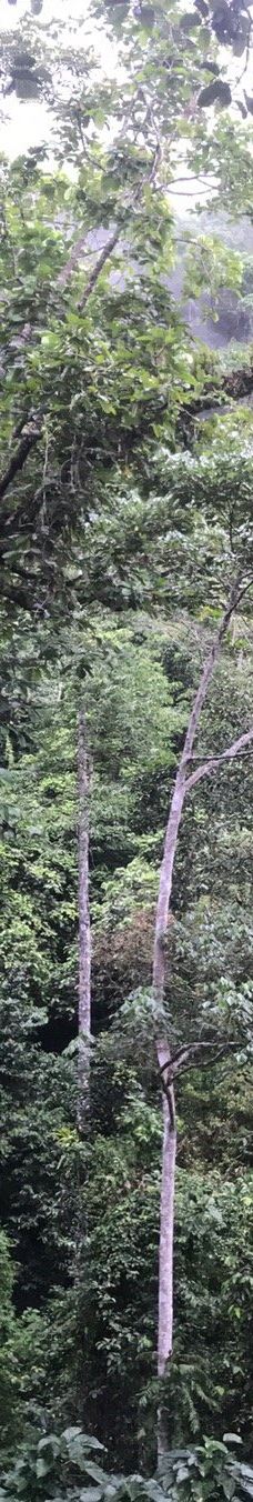 Mulu Skywalk-马鲁迪