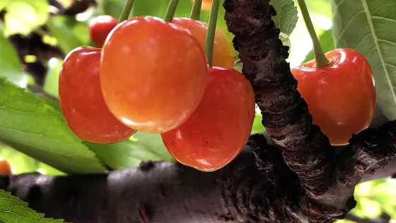 Mikami Fruits Garden