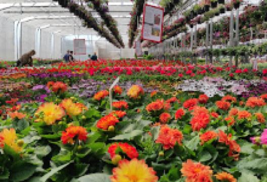 Ogrodnictwo Ryszard Kacprzak购物图片