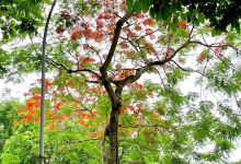 Sân Chơi Văn Quán景点图片