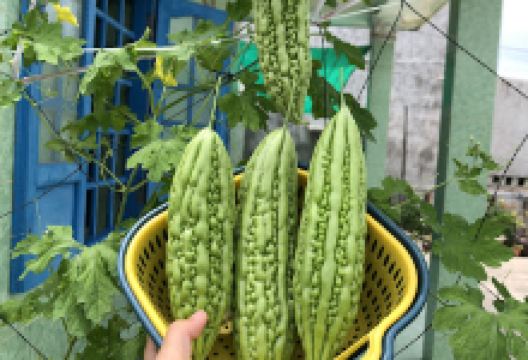Organic Vegetable Garden (Vườn Rau Hữu Cơ)景点图片
