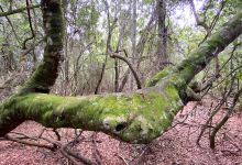 Jack Smith Scrub Conservation Park景点图片