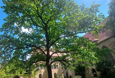 Klosterkirche Pirna