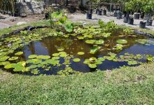 Vivero Ornaplant购物图片