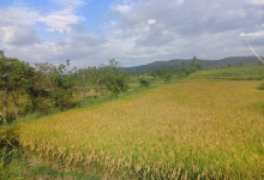 Bosques secos tropicales景点图片