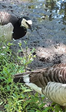 Vogelpark Niendorf-蒂门多尔费尔斯特兰德