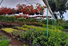 Vivero La Corona购物图片