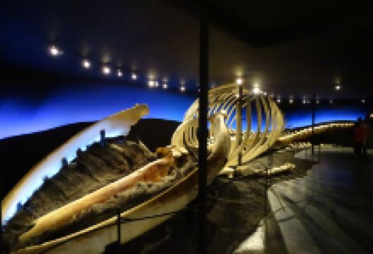 胡萨维克鲸鱼博物馆景点图片