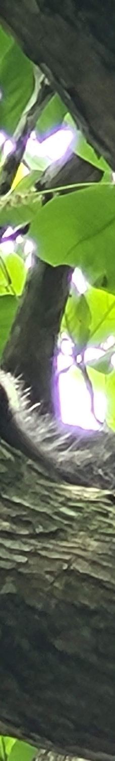 卡维塔国家公园-Talamanca