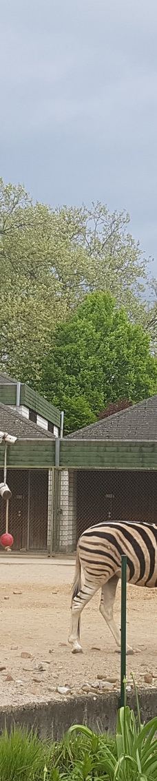 海德堡动物园-海德堡