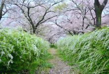 Hoshida Myoken Shrine景点图片