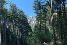 Foret d'Aïtone景点图片