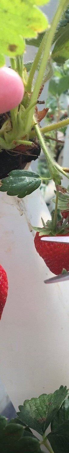 Ricardoes Tomatoes-Blackmans Point