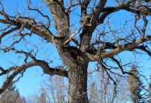 Coon Rapids Dam Regional Park景点图片