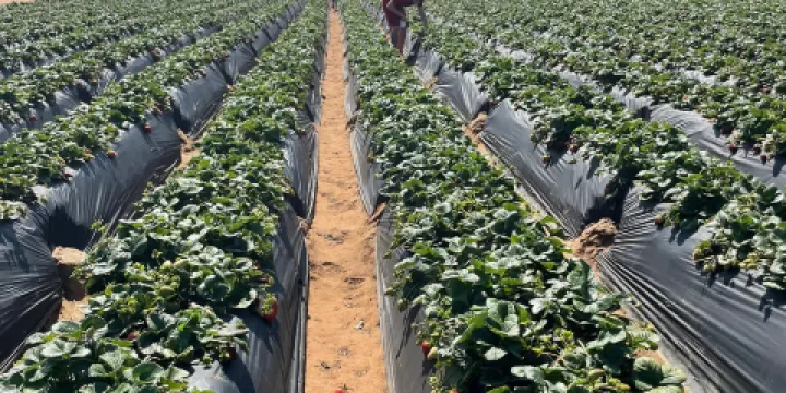 U-Pick Carlsbad Strawberry Company