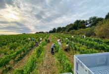 Domaine J.Laurens景点图片