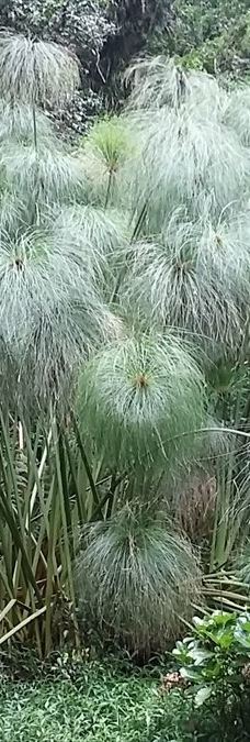 Arboretum Sumber Brantas-Bumiaji