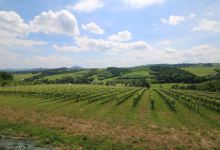 Chodorowa Winery景点图片