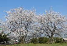 Shiroyama Park景点图片