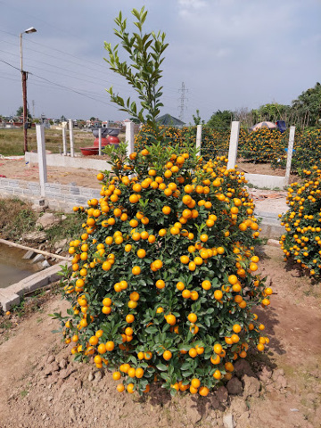 Nhà văn hoá thôn Tân Phúc