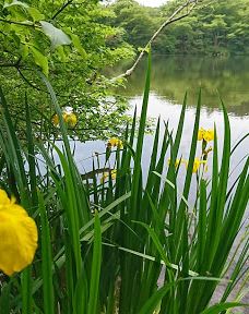 Shirakumo Pond-云仙市