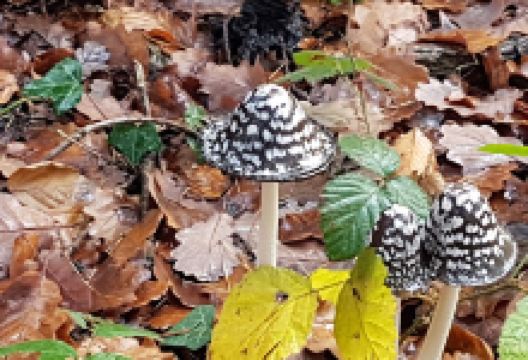 Sentier des arbres & oiseaux景点图片