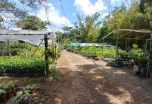 Vivero La Peña购物图片