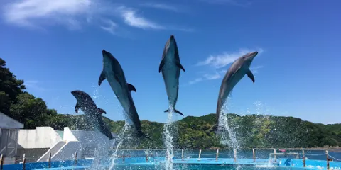 Dolphin Resort