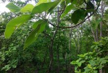 Taung Paw Kyaung Small Forest景点图片