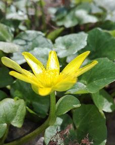 Park Cygański Las w Bielsku-Białej-别尔斯克 比亚瓦