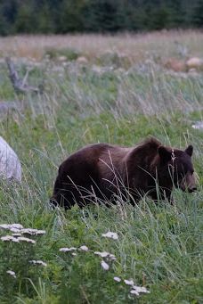 Dyea Campground-史凯威