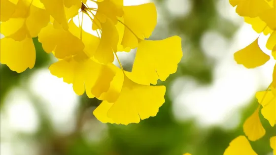 鄱陽蓮花山國家森林公園