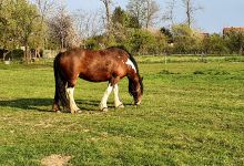 Ranč Ponyland景点图片