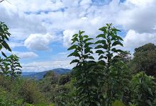Calle caridad florindo farms景点图片
