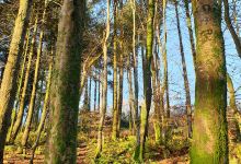 Prideaux Woods Walk景点图片