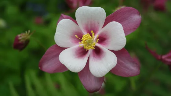 Explorers' Garden at Pitlochry Theatre