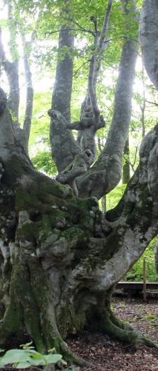 Nakajimadai Shishigahana Marsh-仁贺保市