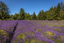 Martha Lane Lavender Farm景点图片