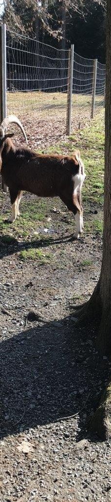 Tiergehege Waldhaus-莫尔斯多夫-泰希沃尔夫拉姆斯多夫