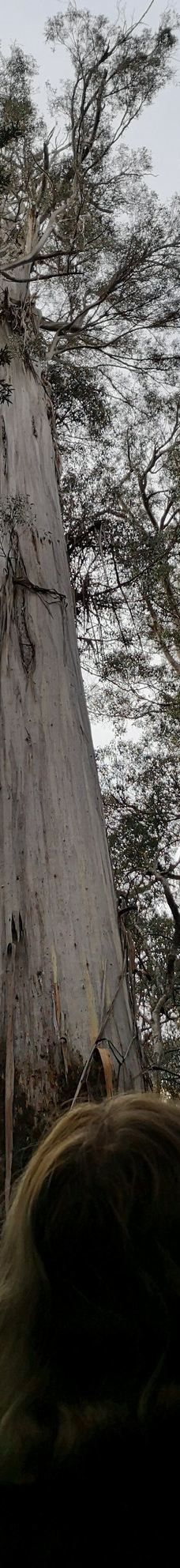 Tall Trees Walk-Mount Field