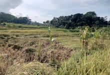 Saung Bah Juli景点图片