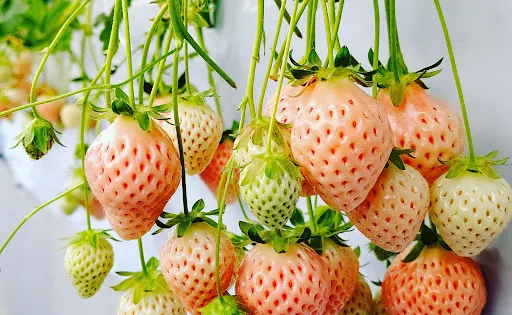 Takada Strawberry Farm